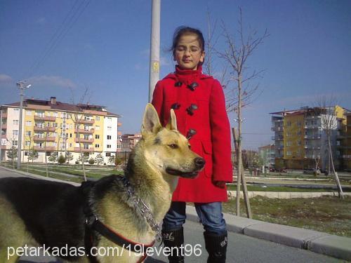 kömür Erkek Alman Çoban Köpeği