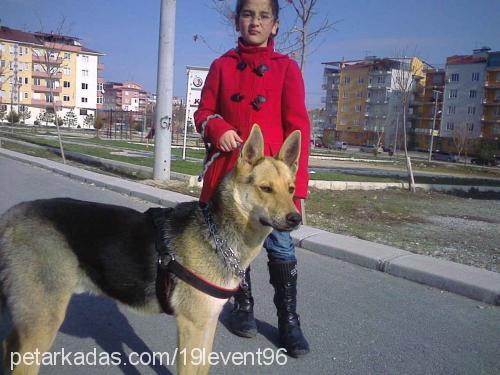 kömür Erkek Alman Çoban Köpeği