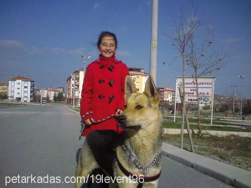 kömür Erkek Alman Çoban Köpeği