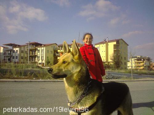 kömür Erkek Alman Çoban Köpeği