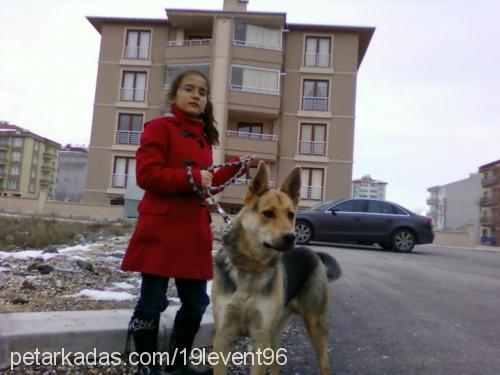 kömür Erkek Alman Çoban Köpeği