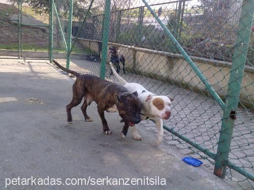 sayko Dişi Amerikan Pitbull Terrier