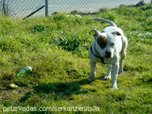 sayko Dişi Amerikan Pitbull Terrier