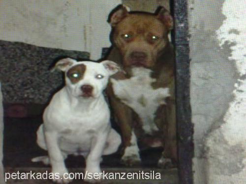 sayko Dişi Amerikan Pitbull Terrier