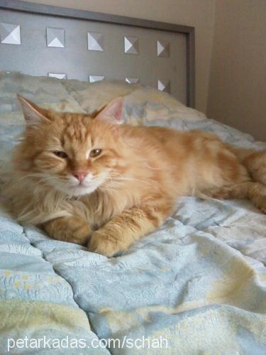 iso Erkek Maine Coon