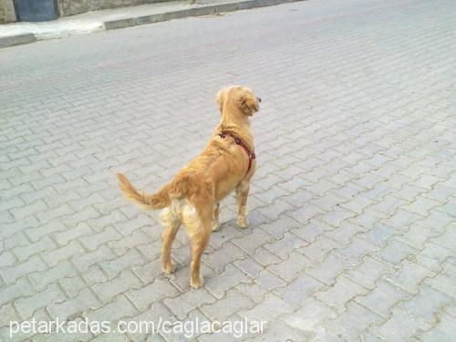 lady. Dişi Golden Retriever