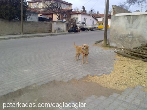 lady. Dişi Golden Retriever