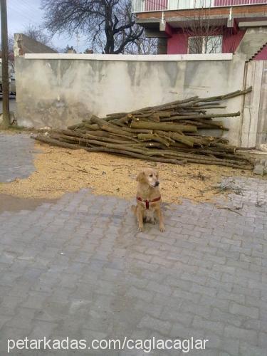 lady. Dişi Golden Retriever