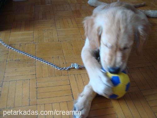 krem Erkek Golden Retriever