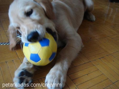 krem Erkek Golden Retriever