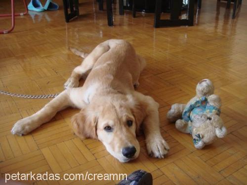 krem Erkek Golden Retriever