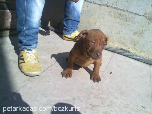 boris Erkek Amerikan Staffordshire Terrier