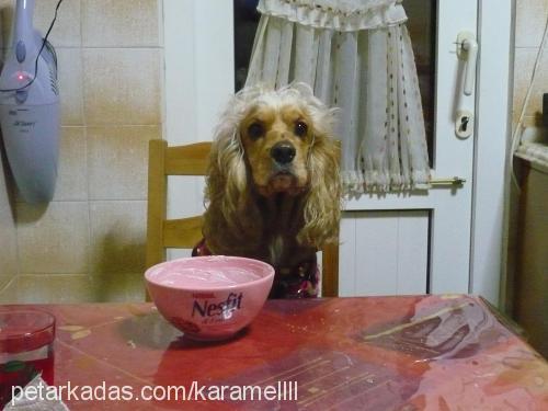 karamel Dişi Amerikan Cocker Spaniel