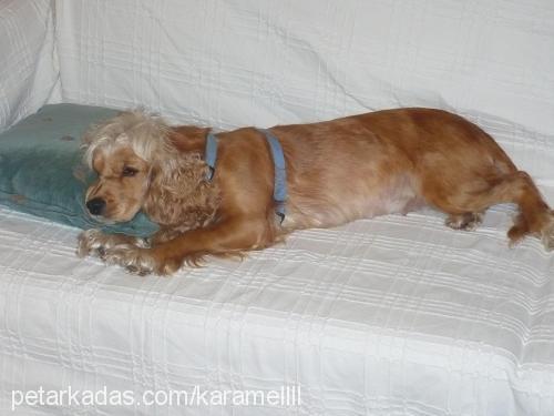 karamel Dişi Amerikan Cocker Spaniel