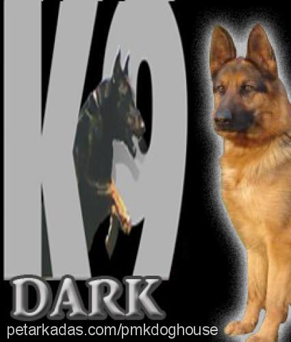 darkvonpamukçu Erkek Alman Çoban Köpeği