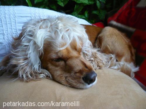 karamel Dişi Amerikan Cocker Spaniel