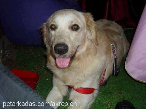 pion Erkek Golden Retriever