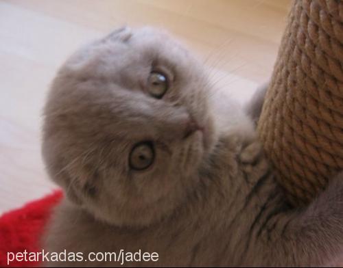 bebelerim Dişi Scottish Fold