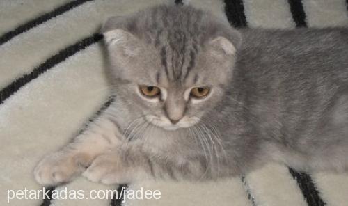 bebelerim Dişi Scottish Fold