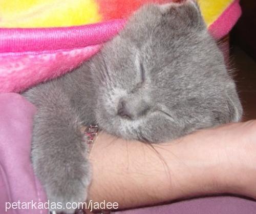 bebelerim Dişi Scottish Fold