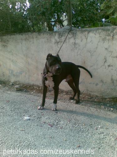 İsyan Erkek Amerikan Pitbull Terrier