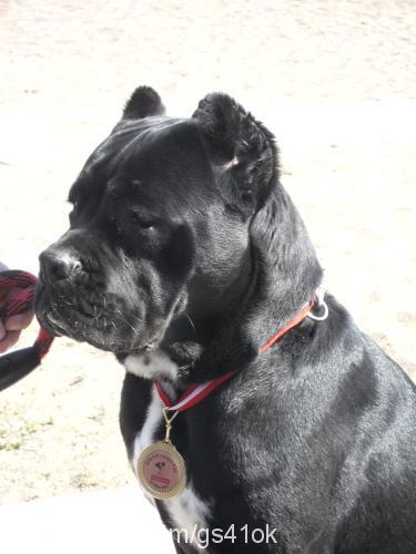 neron Erkek Mastiff