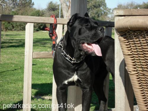 betty Dişi Mastiff