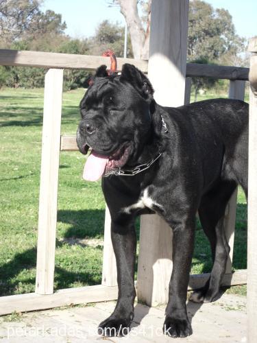 betty Dişi Mastiff