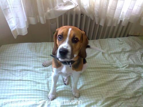 oscar Erkek Beagle