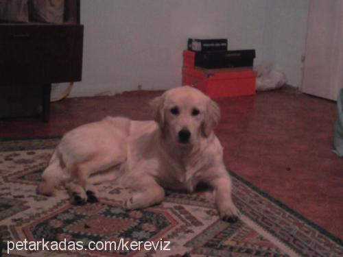 köpük Dişi Golden Retriever