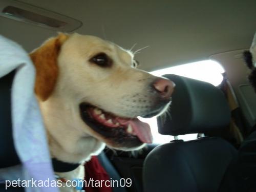 tarçın Erkek Labrador Retriever