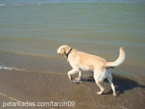 tarçın Erkek Labrador Retriever