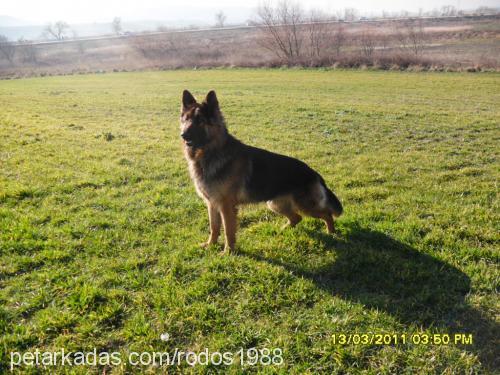 kral Erkek Alman Çoban Köpeği