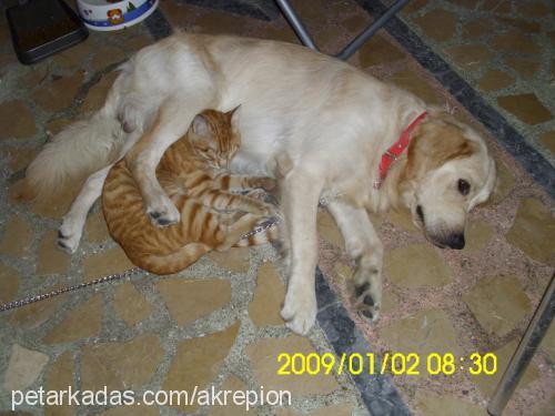 pion Erkek Golden Retriever