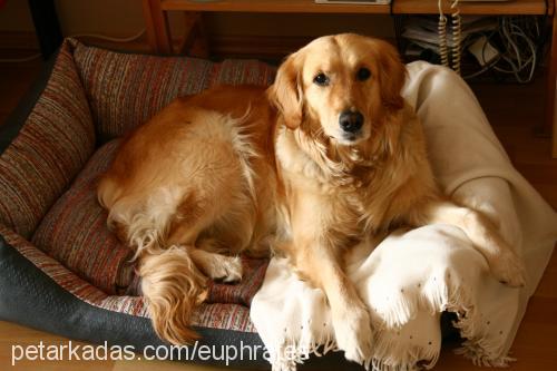 leto Dişi Golden Retriever