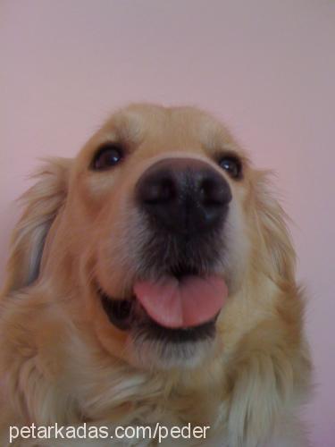 naz Dişi Golden Retriever