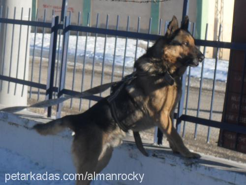 rocky Erkek Alman Çoban Köpeği