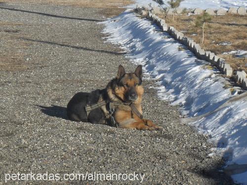 rocky Erkek Alman Çoban Köpeği