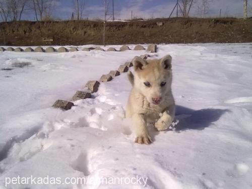 fox Erkek Sibirya Kurdu (Husky)