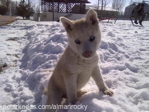 fox Erkek Sibirya Kurdu (Husky)