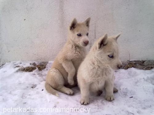 kar Dişi Sibirya Kurdu (Husky)