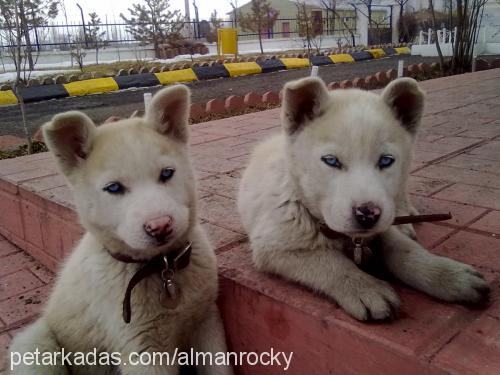 kar Dişi Sibirya Kurdu (Husky)