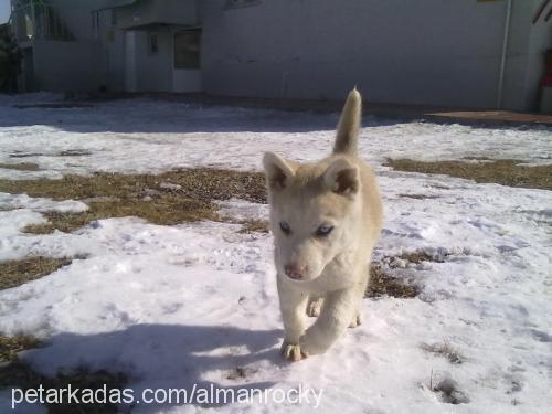 kar Dişi Sibirya Kurdu (Husky)