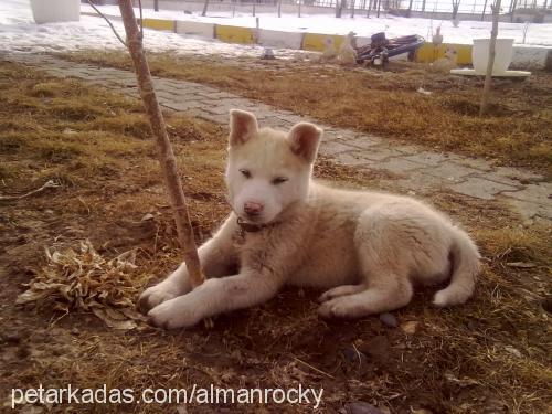 kar Dişi Sibirya Kurdu (Husky)