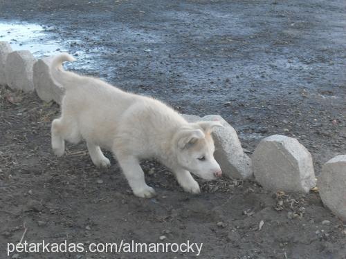 kar Dişi Sibirya Kurdu (Husky)