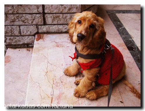 robin Erkek Amerikan Cocker Spaniel