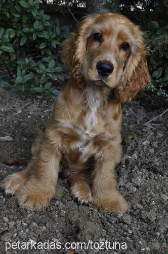 robin Erkek Amerikan Cocker Spaniel