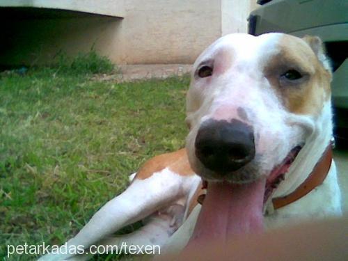 chica Dişi Bull Terrier