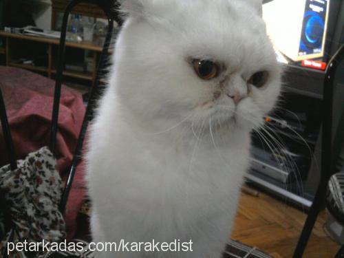 pofuduk Dişi Exotic Shorthair