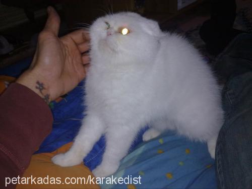 pofuduk Dişi Exotic Shorthair